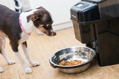 Why you need to get an automatic pet feeder