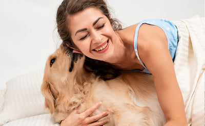 Picking the best bed for your dog