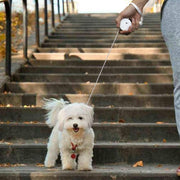 Automatic Retractable Dog Walking Belt - The Savvy Pets