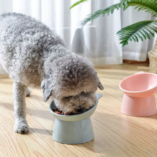 2Pcs/set Cat Water & Feeder Bowl - The Savvy Pets