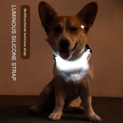 Led Pet Dog Safety Collar - The Savvy Pets