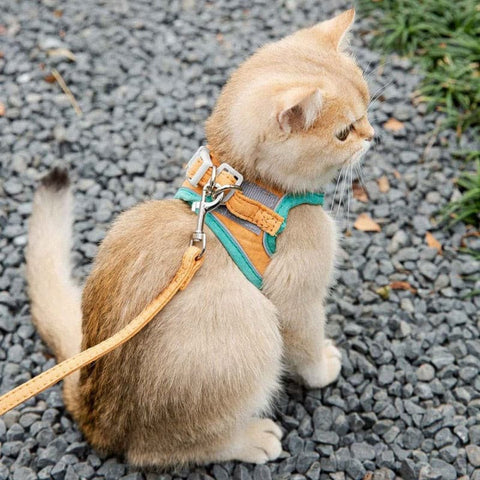 Cat Harness Leash Set - The Savvy Pets